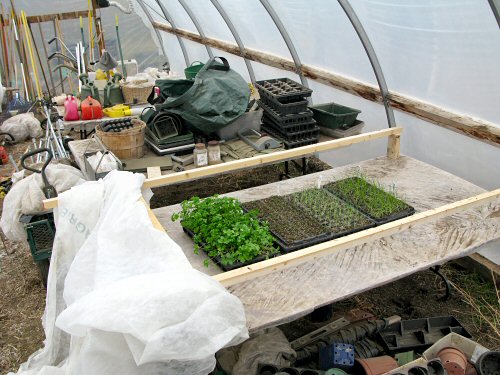 First seedlings in the greenhouse