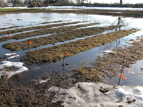 Garlic beds partially submerged