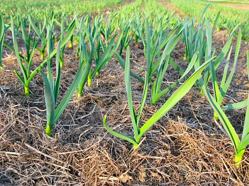 Garlic at the end of April