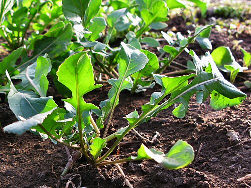 Arugula in the greenhouse