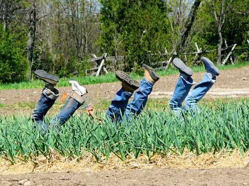 Kicking up heels in the garlic beds