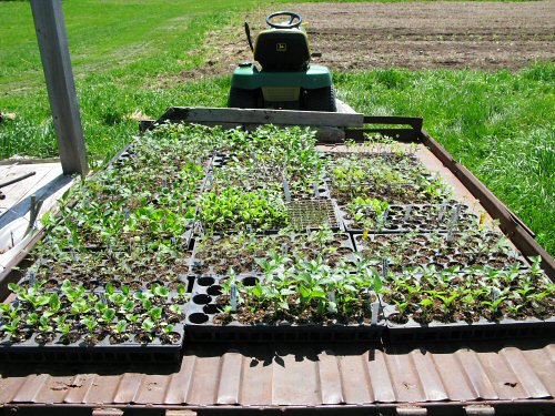 Ferrying seedlings to the greenhouse