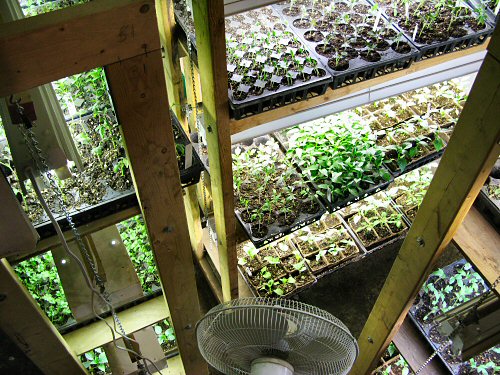 Grow racks packed with seedlings
