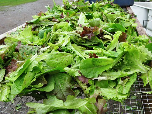 All-lettuce mesclun