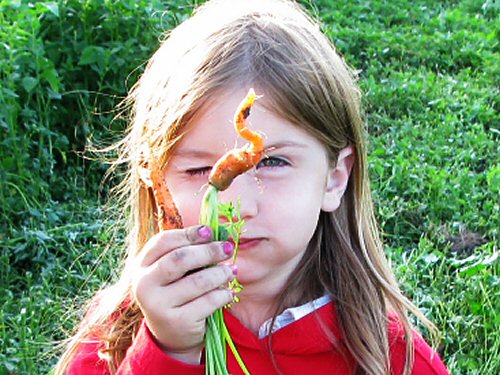 field of carrots