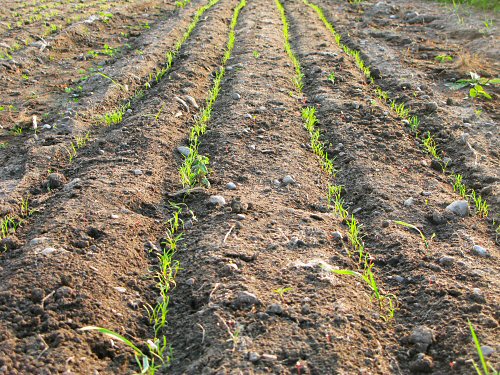 Carrot Seed Germination