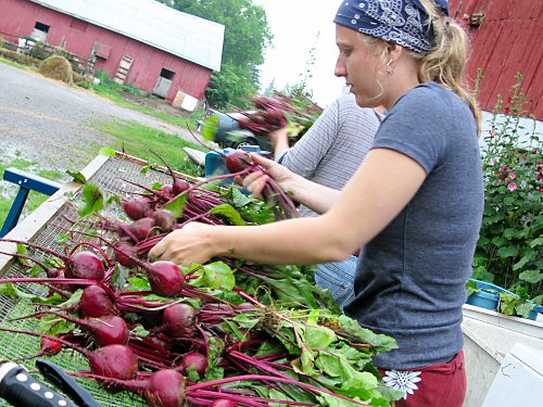 Rinsing and sorting beets
