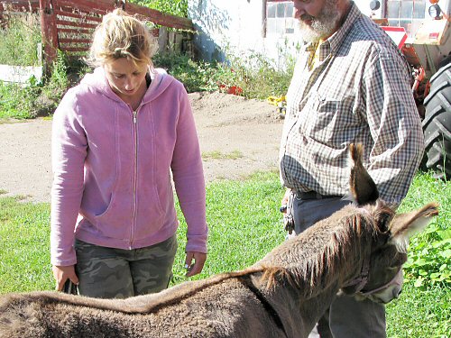 Assessing the donkey job