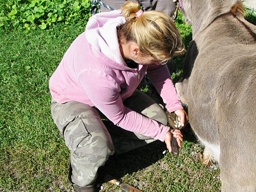Cleaning the donkey hoof