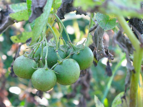 Potato fruit on Chieftain variety