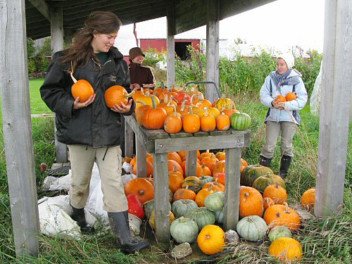 Choosing pumpkins