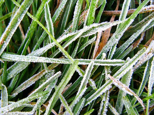 fal08_frost_on_grass.jpg