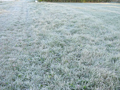 fal08_frosted_grass.jpg