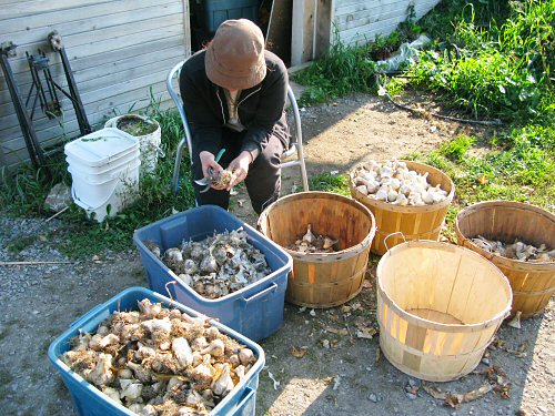 Toshiko trims garlic