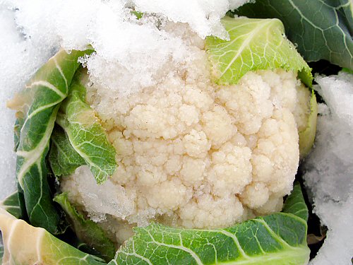Cauliflower in snow