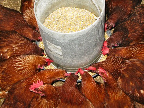 Chickens at the feeder