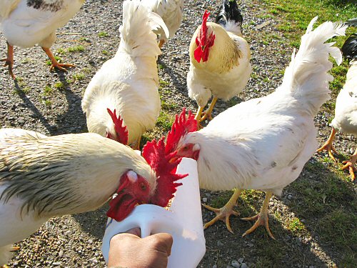 Hand-feeding the roosters