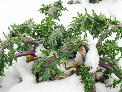 Flat-leaf kale in snow