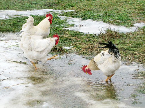 Chickens wading
