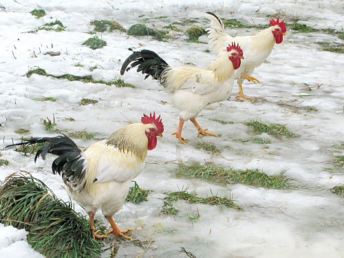 Chickens on ice