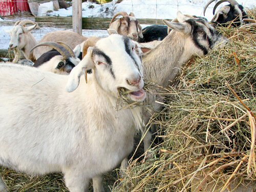 Goats and hay