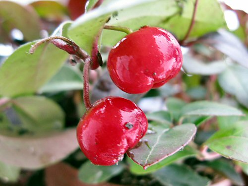 Wintergreen fruit
