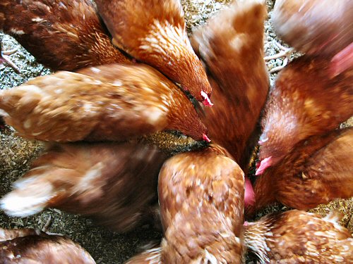 Chickens swarming a broken egg