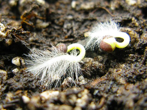 germination of seed. newly germinated seeds.