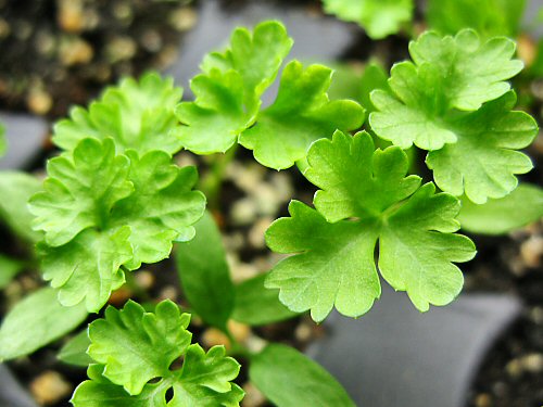 Curly and flat-leaf parsley