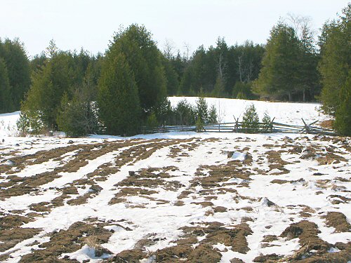 South-facing slope in early March