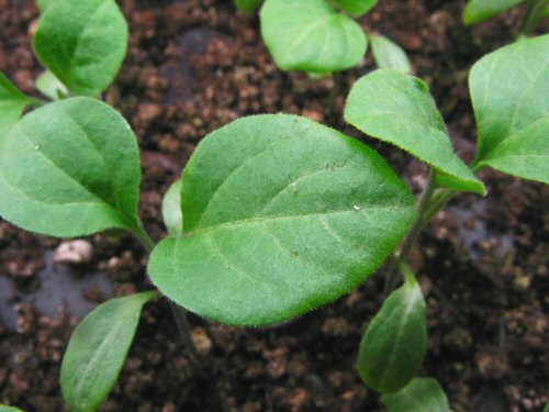 Vittoria eggplant seedlings