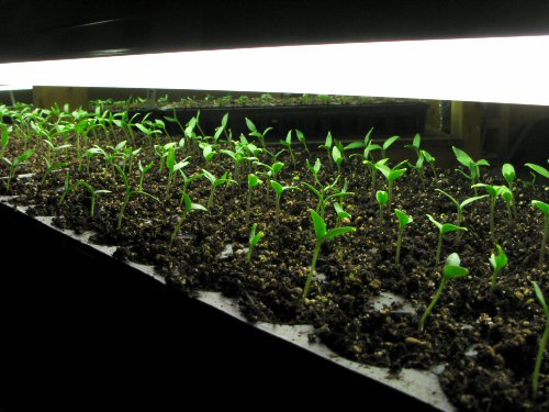 Eggplant seedlings about 10 days old