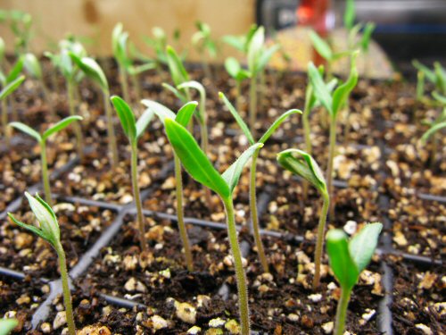 Five-day old tomato seedlings