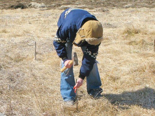 Pounding in stake to mark hoophouse location