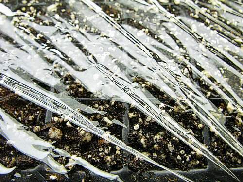 Seeds under plastic