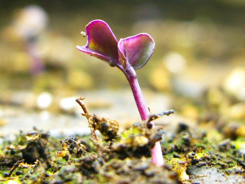 Red cabbage seedling