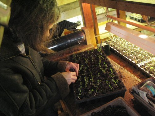 Managing cauliflower seedlings