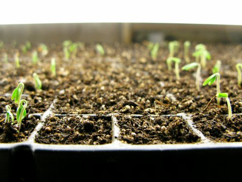 Tomatoes: waiting for germination