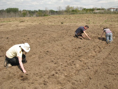 Planting onion sets