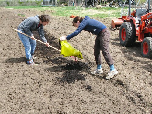 Spreading compost by the bed