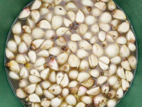 Garlic cloves prepped for planting
