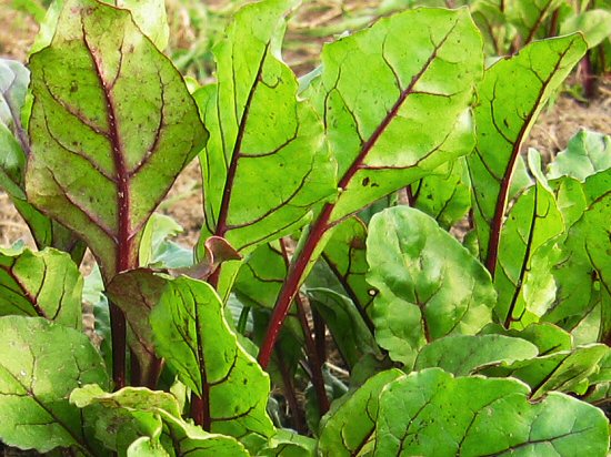 First beet greens