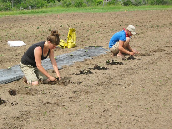 Transplanting winter squash & pumpkins