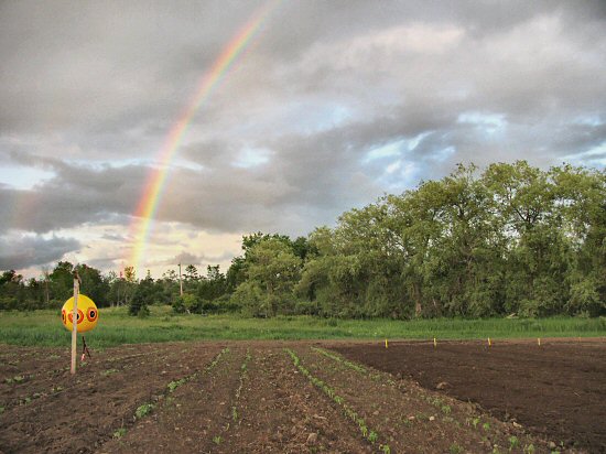 Evening rainbow