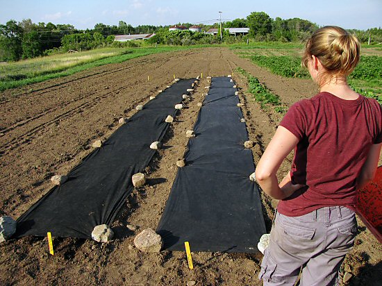 Landscaping fabric over carrots