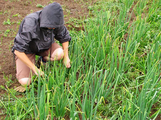 Weeding onions in the drizzle