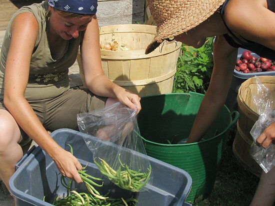 Packing for CSA shares