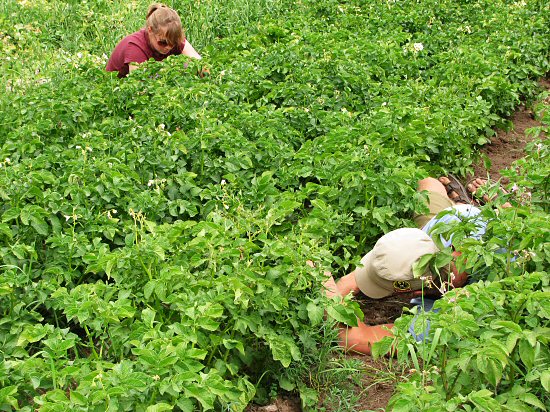 Scrabbling for new potatoes