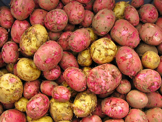 New potatoes: red Chieftan and Penta