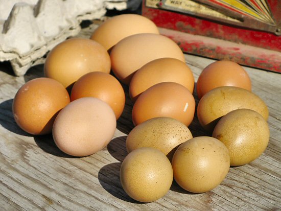 Egg comparison